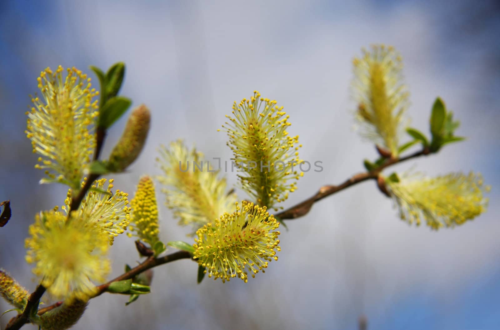 Blossoming willow with catkins by snowturtle