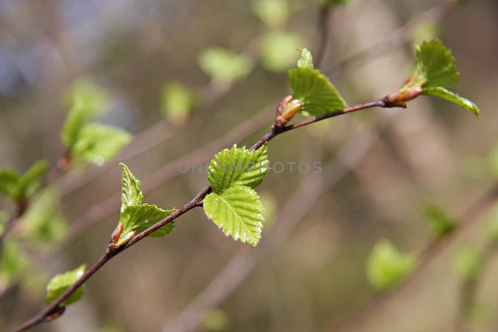 Birch branch with young green leaves