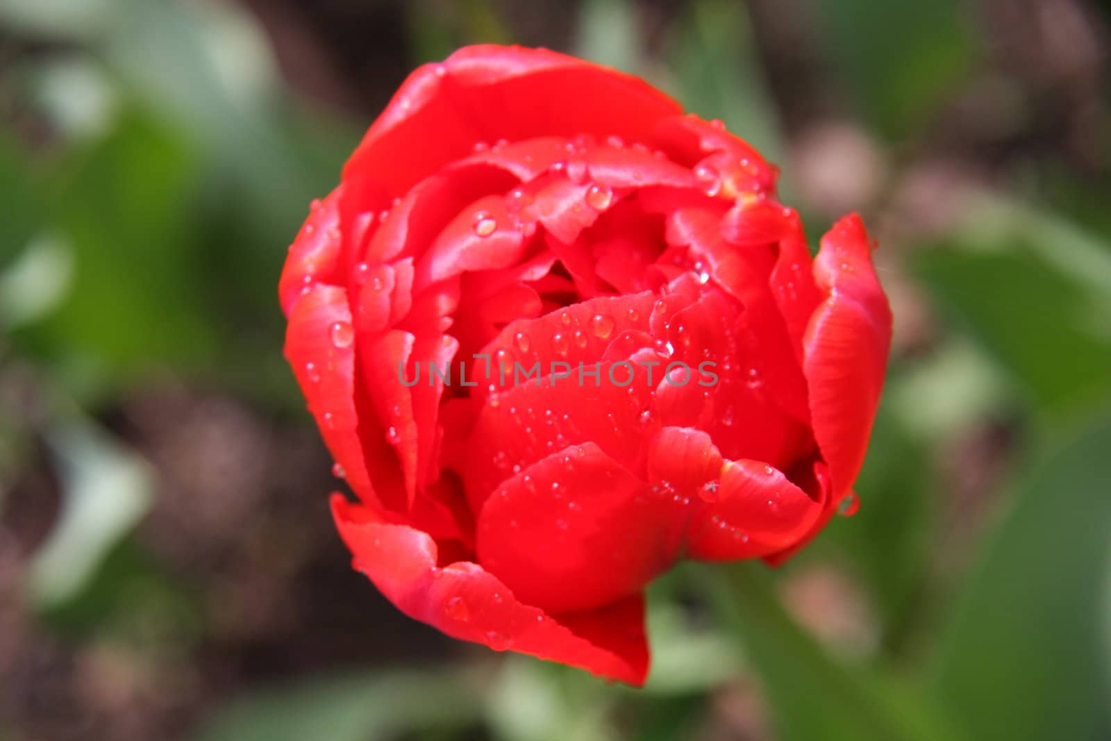 Red tulip in the garden