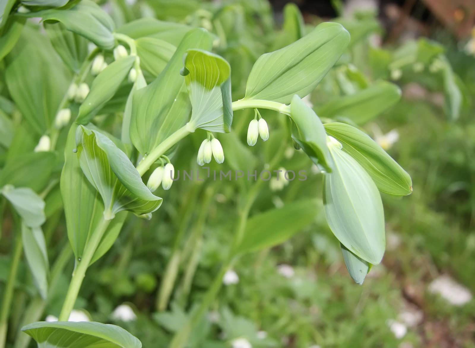 Lily of the valley in the garden