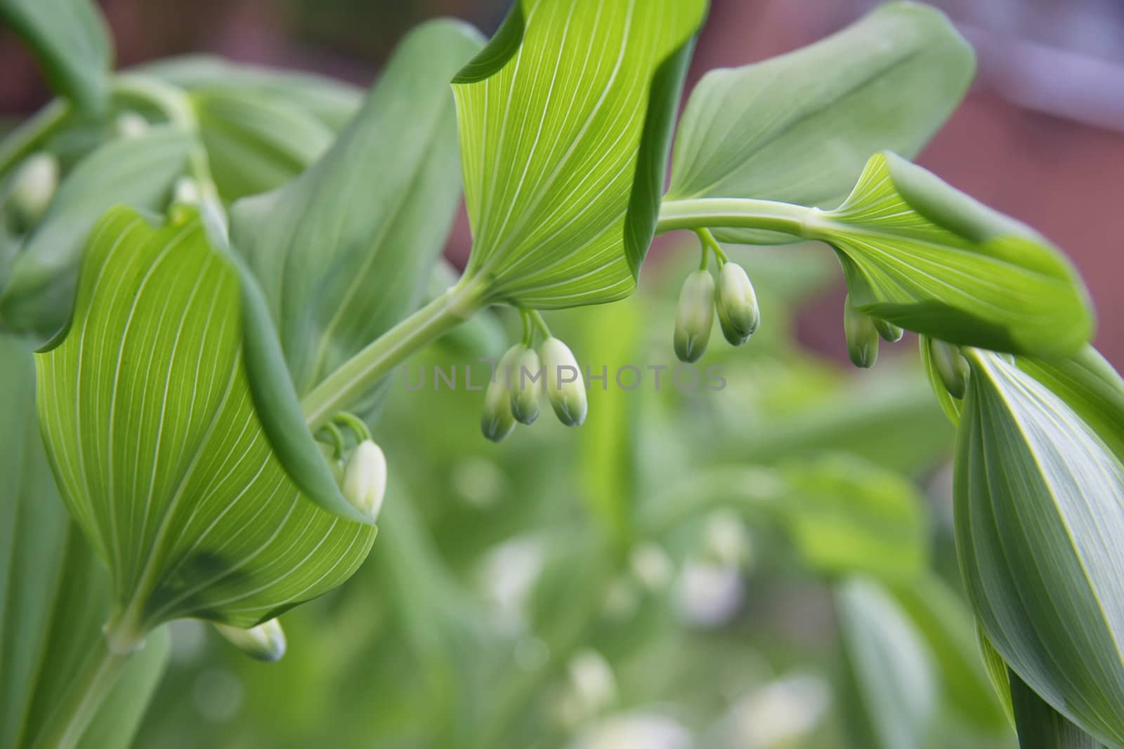 Lily of the valley by snowturtle