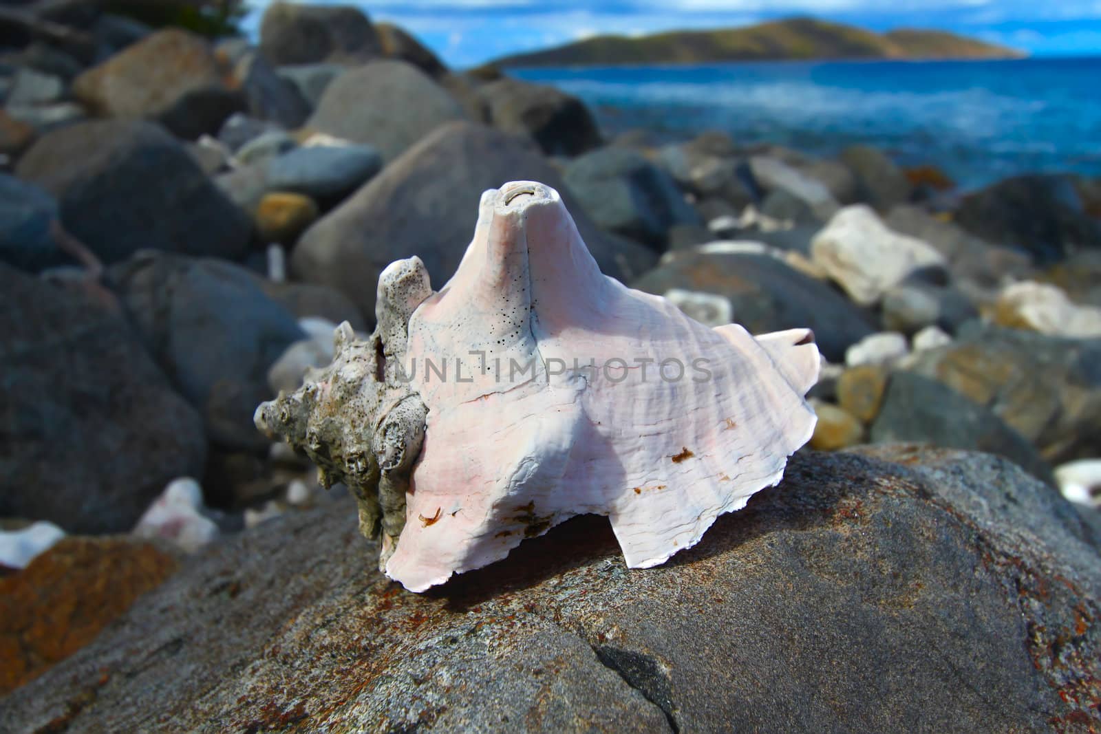 A large shell on a boulder in the British Virgin Islands.