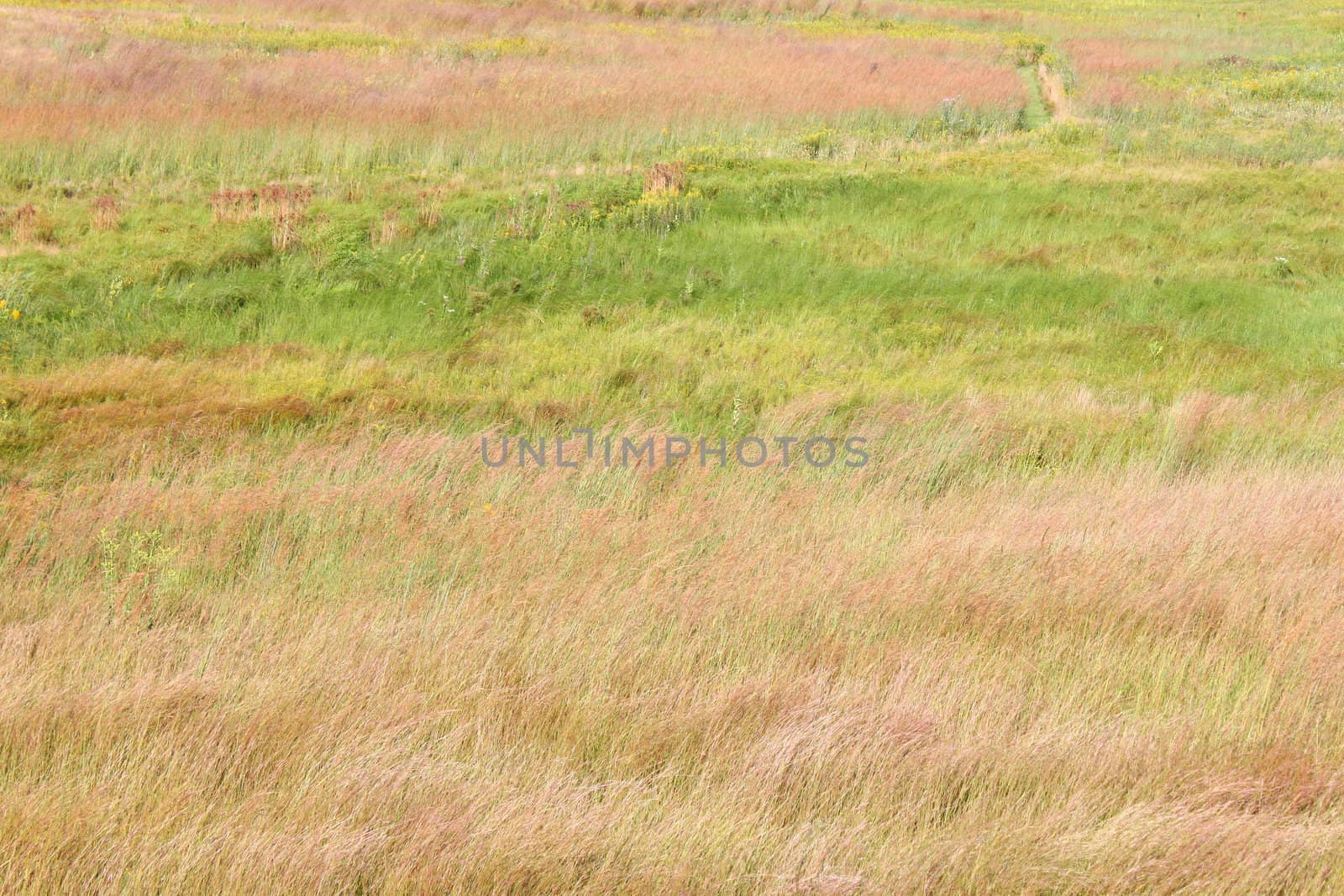 Background of prairie grasses taken in northern Illinois.