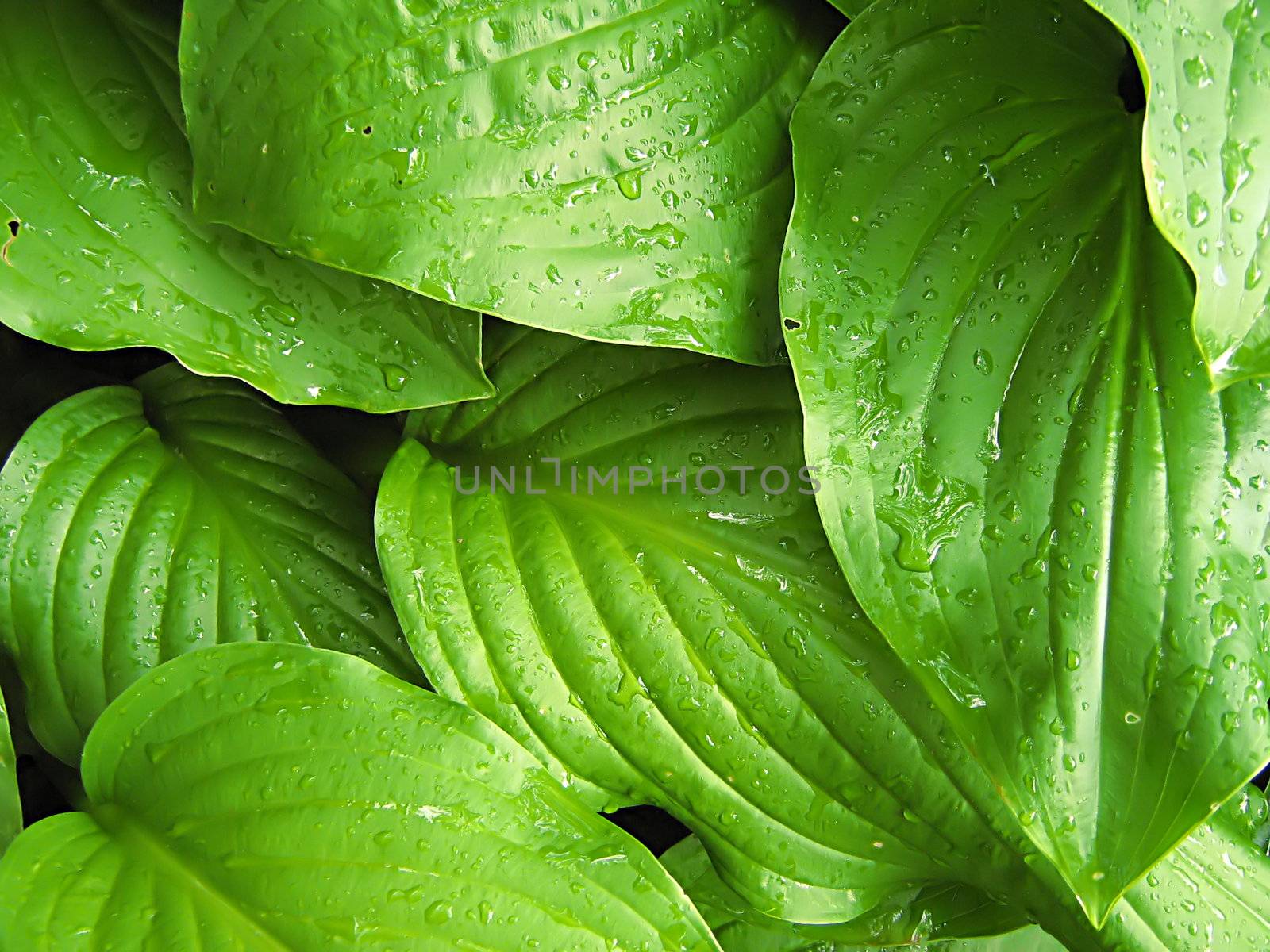 A photograph of leaves detailing their texture.