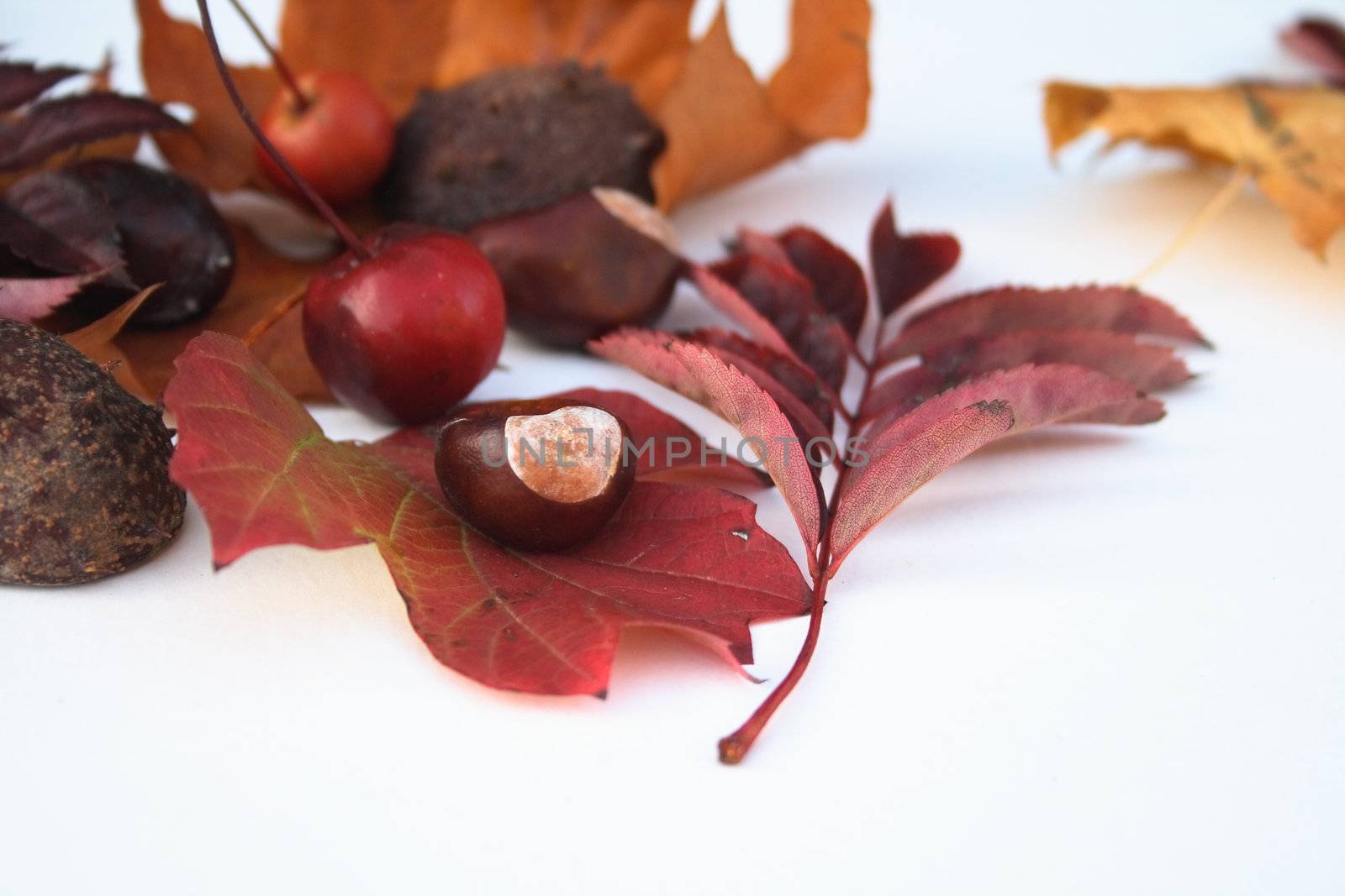 assorted items of nature which appear at autumn time