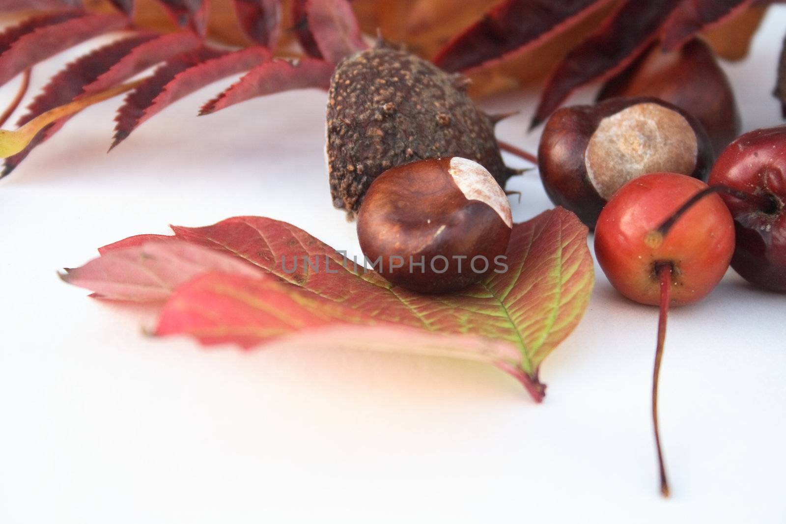 natural items of autumn by leafy