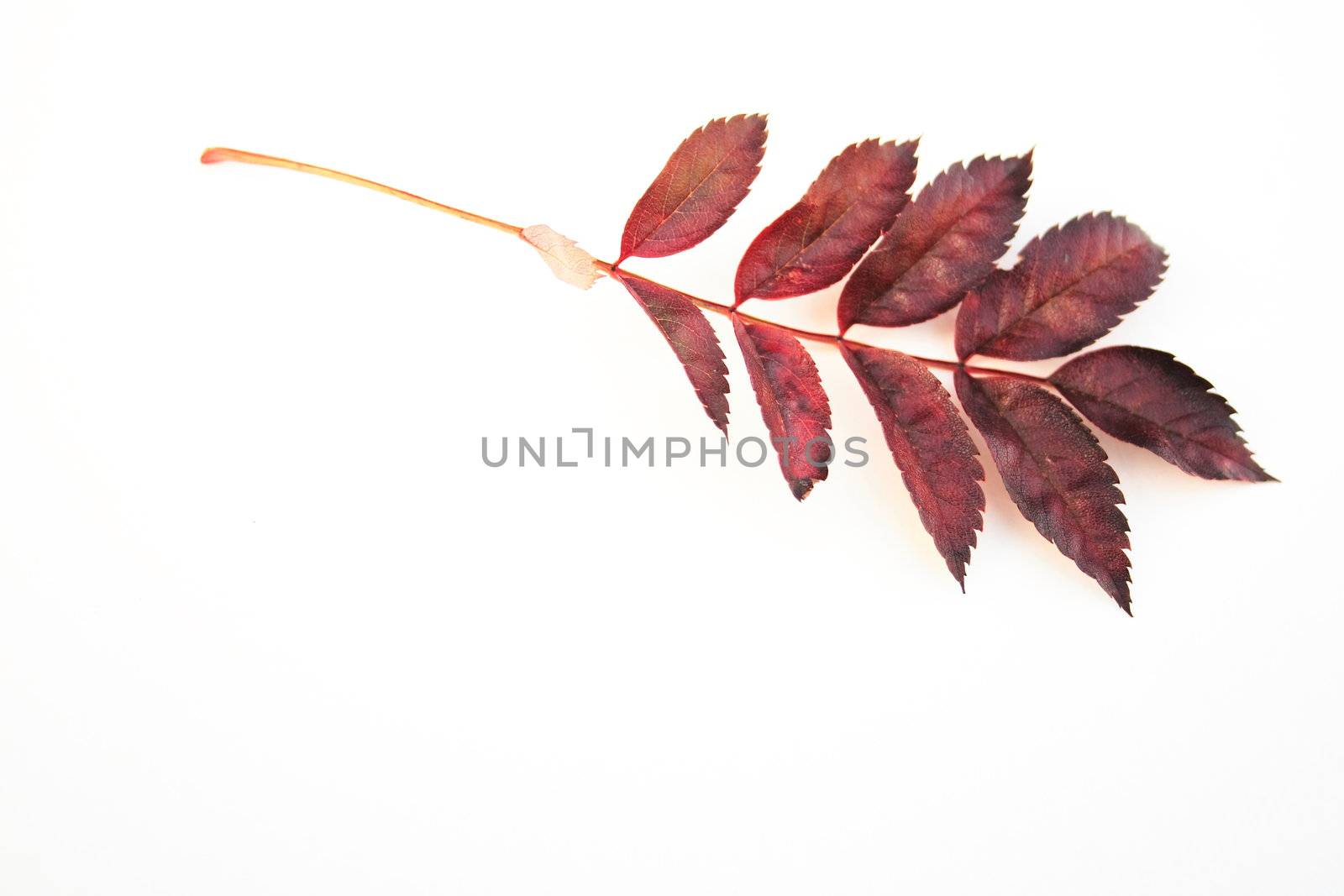 assorted autumn leaves over a white background