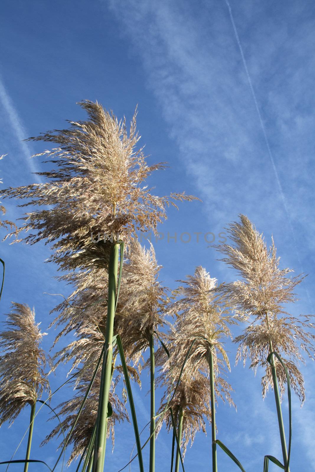 pampas grass growing against the blue sky