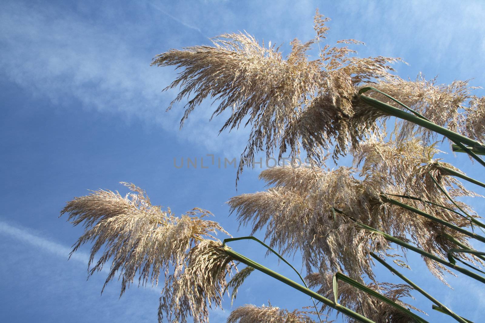 pampas grass by leafy