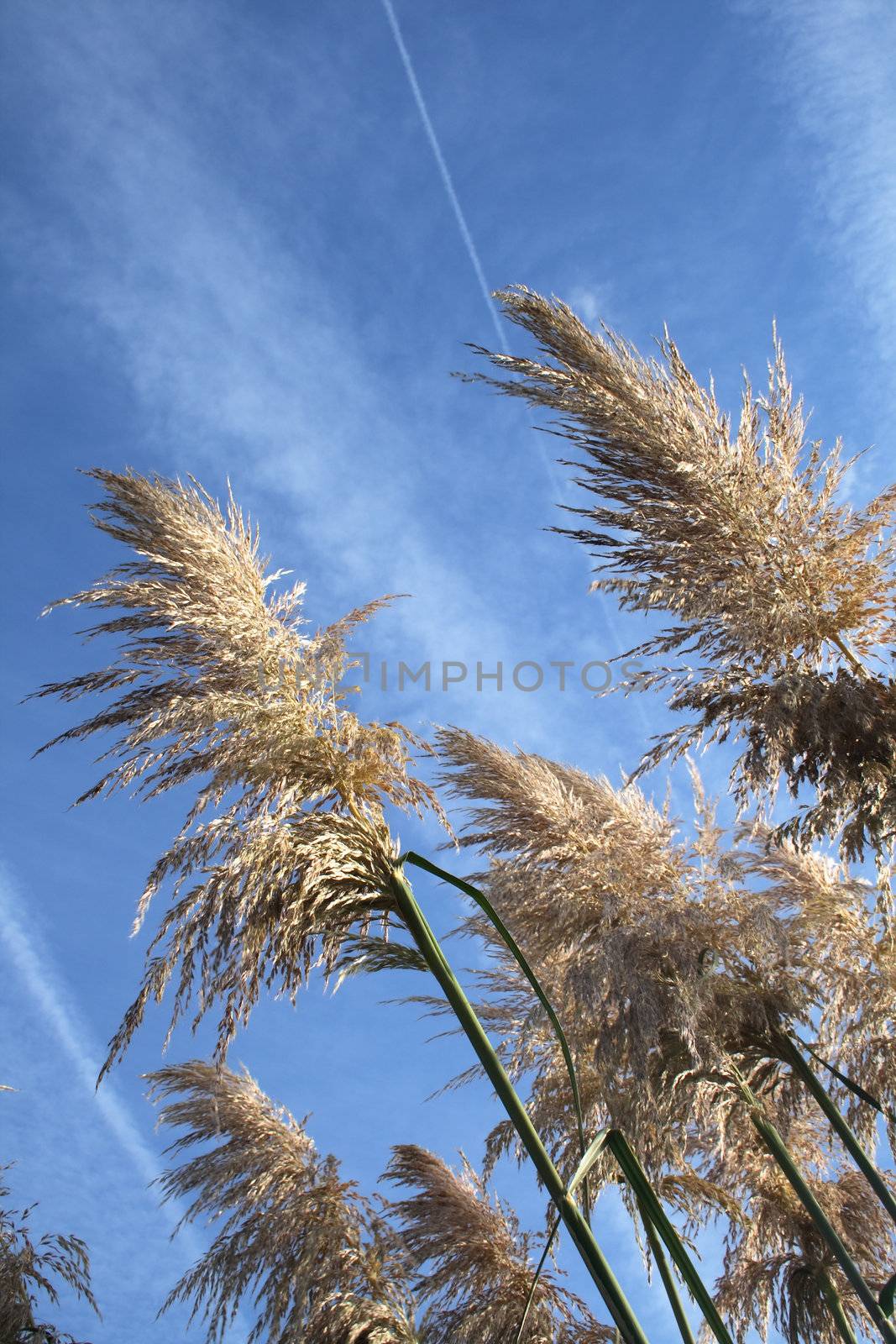 pampas grass by leafy