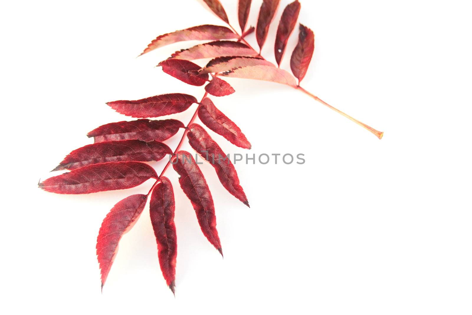 assorted autumn leaves over a white background