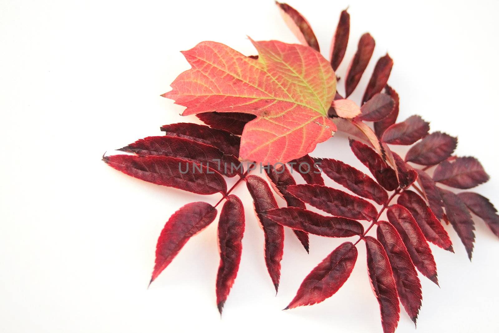 assorted autumn leaves over a white background