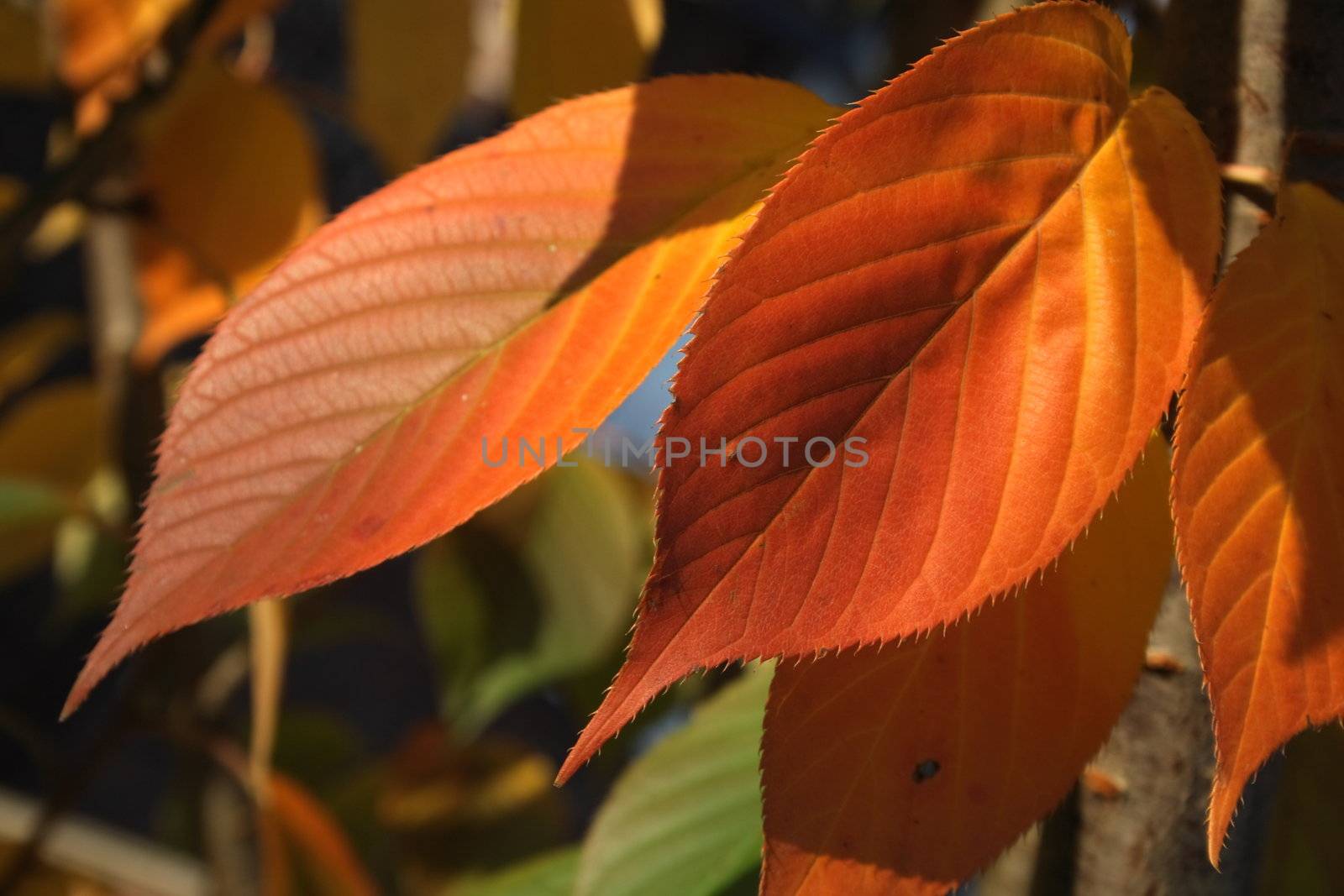 rusty autumn leaves by leafy