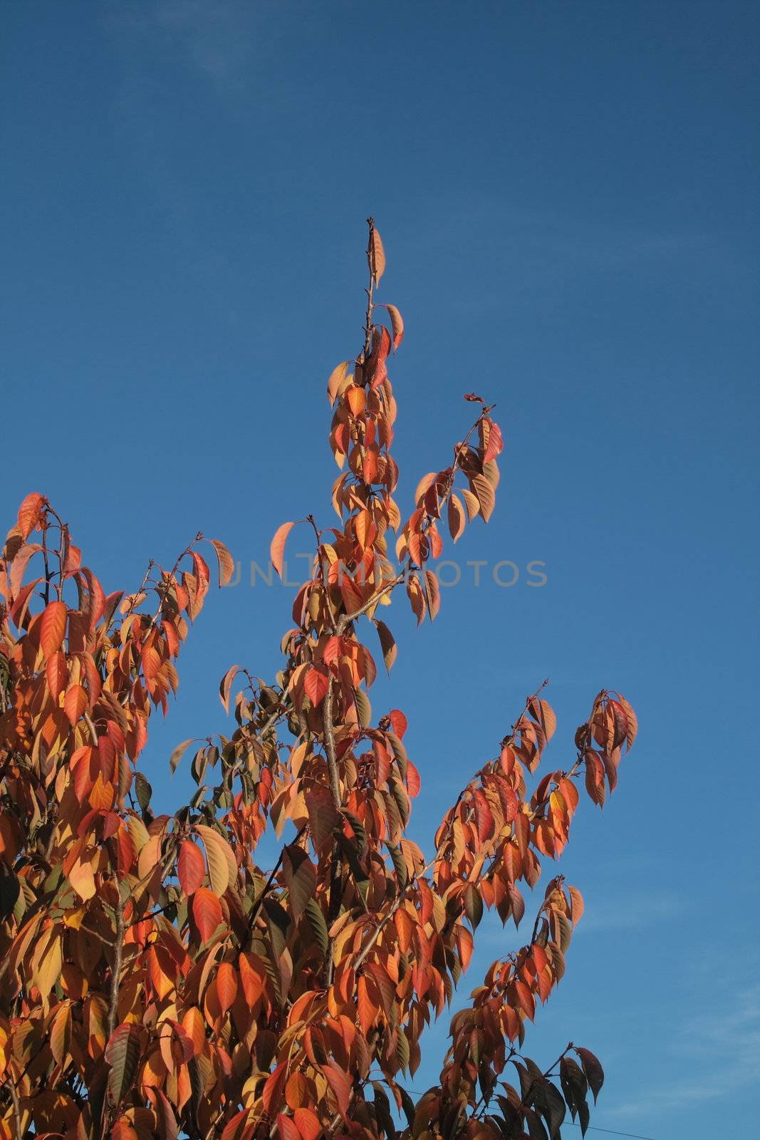 autumn leaves on the branch of a tree against a blue sky