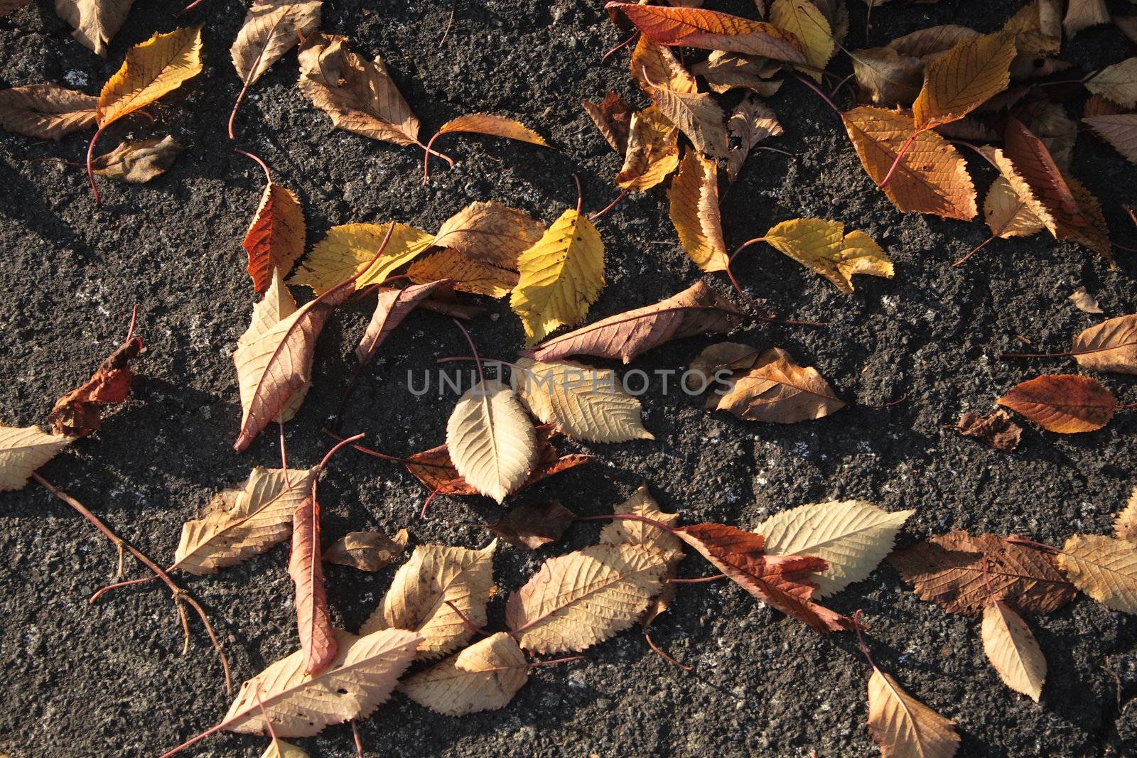 autumn leaves by leafy