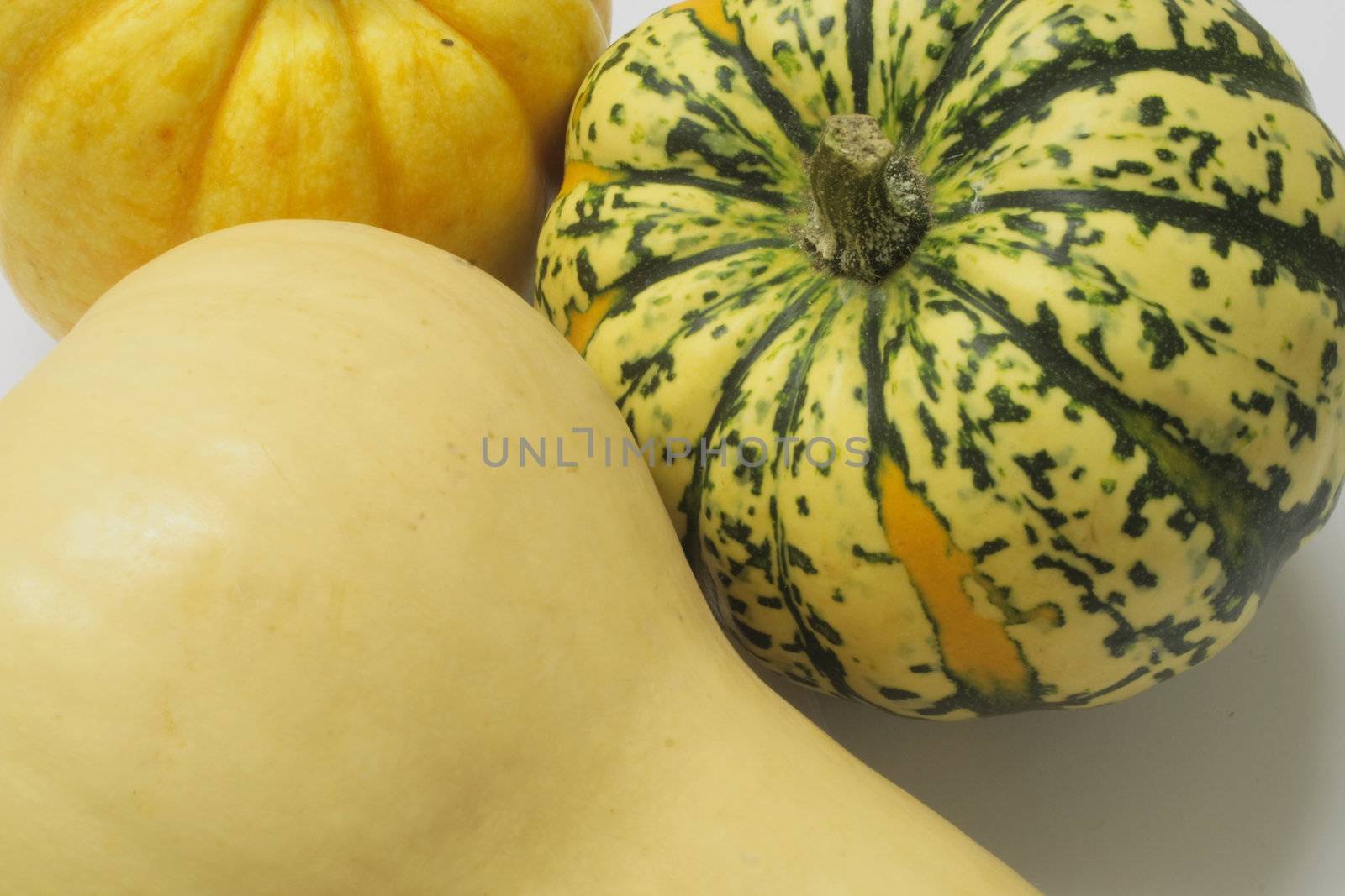 squashes  by leafy