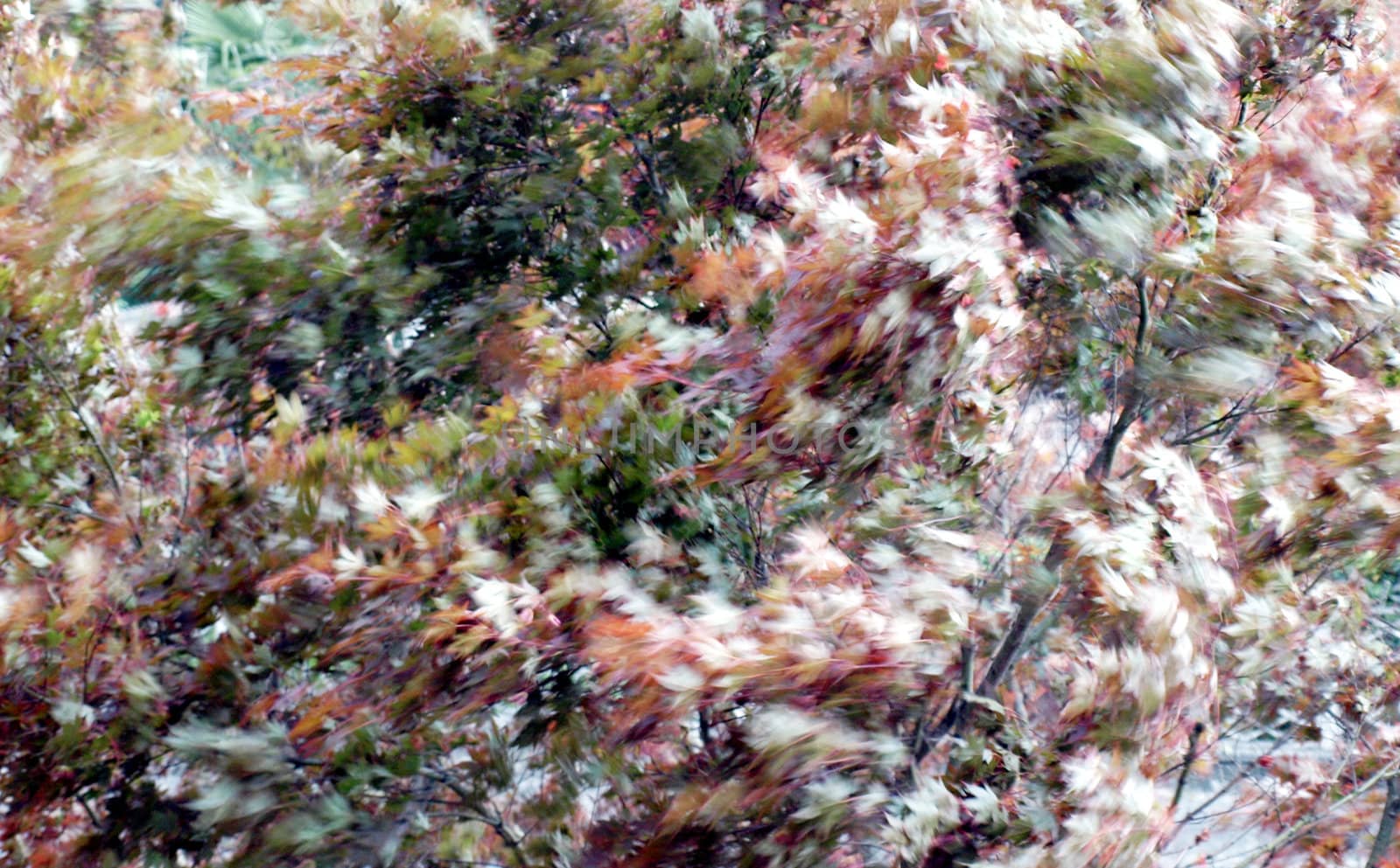 Blurred leaves in the wind in stormy weather (true long exposure picture, no effects applied)