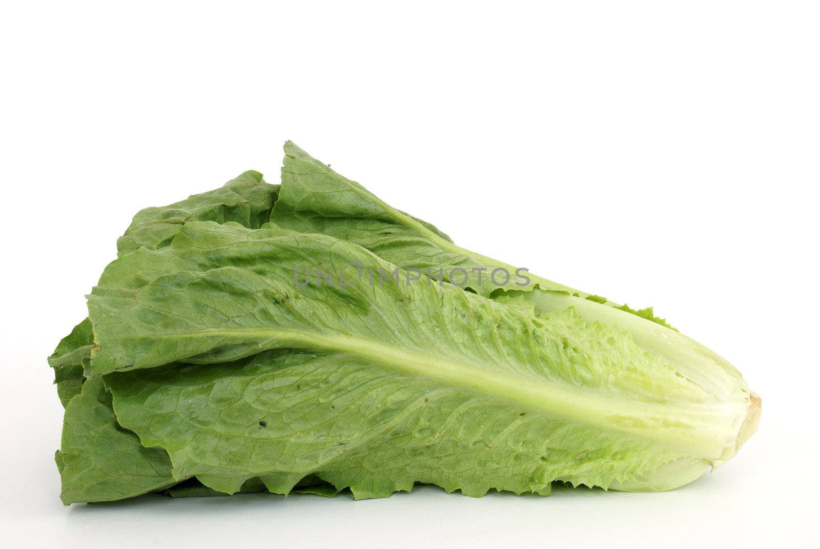 A fresh head of Romaine lettuce on white background.