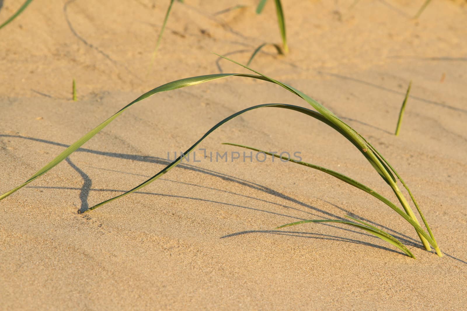 Dune grass, green blades, arched over granular yellow sand with the grass shadow.