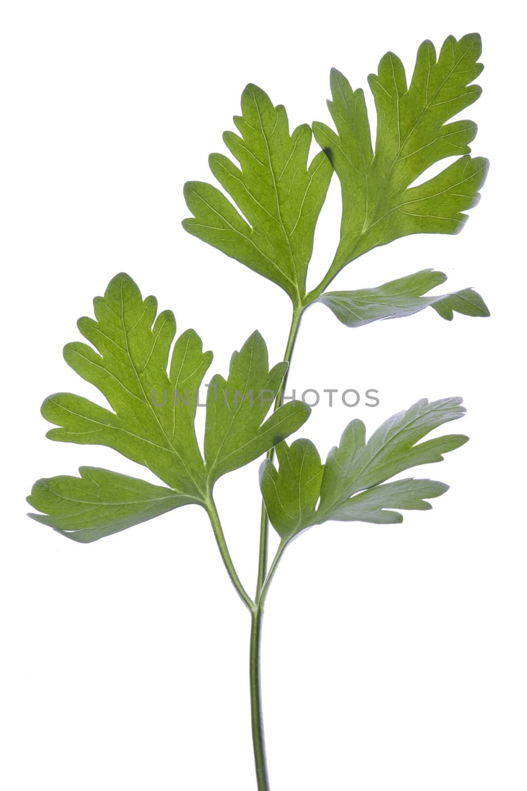 Isolated macro image of italian parsley leaves.