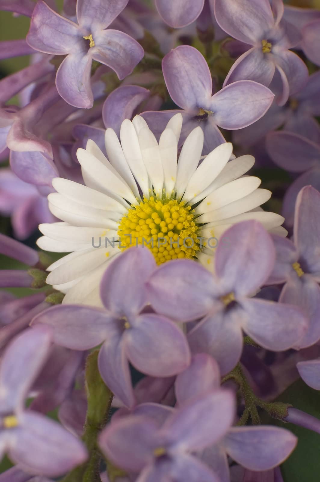 daisy in the middle of some pink tree flowers