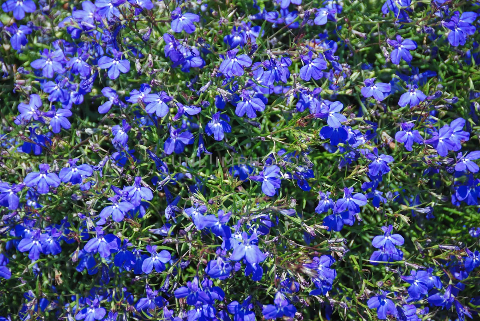 Lobelia erinus blue flower background with sunlight. 