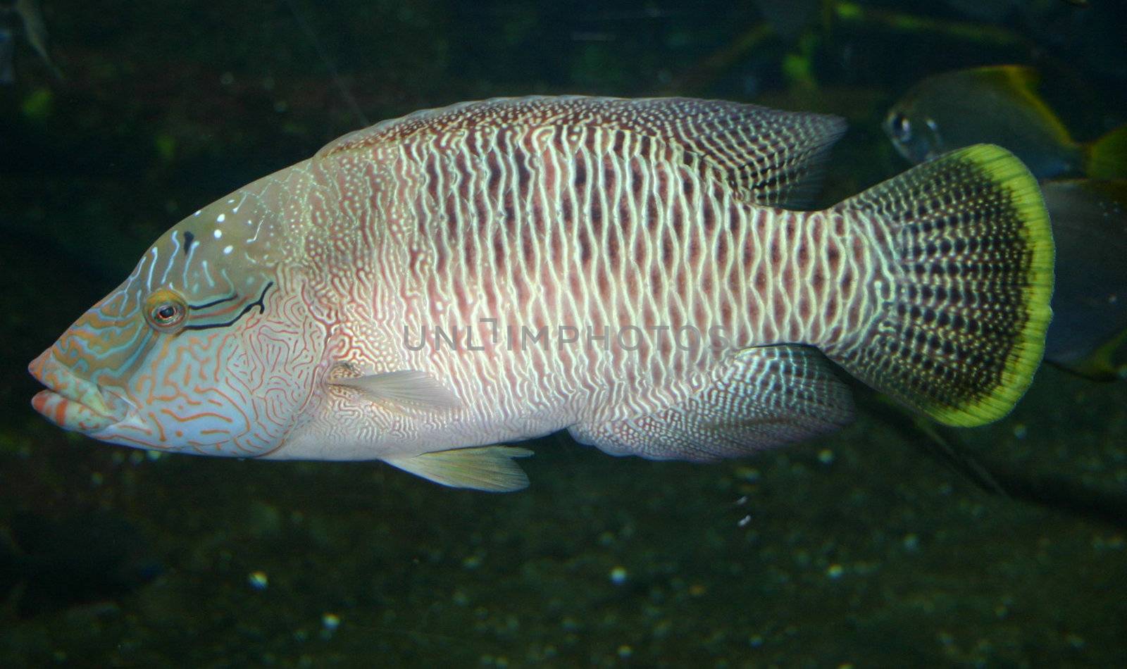 Small fish motley living in the big aquarium