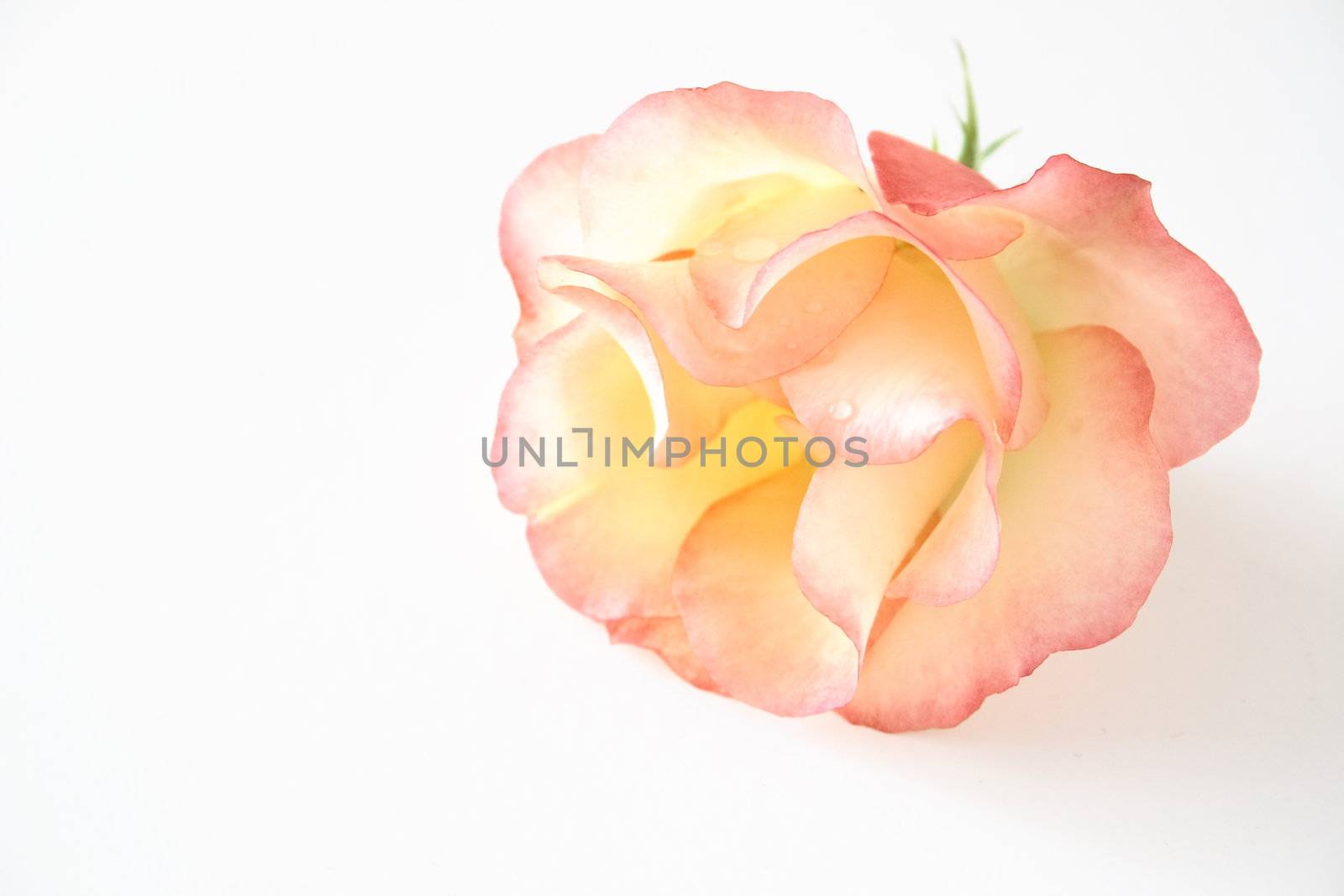 delicate pink rose isolated over a white background
