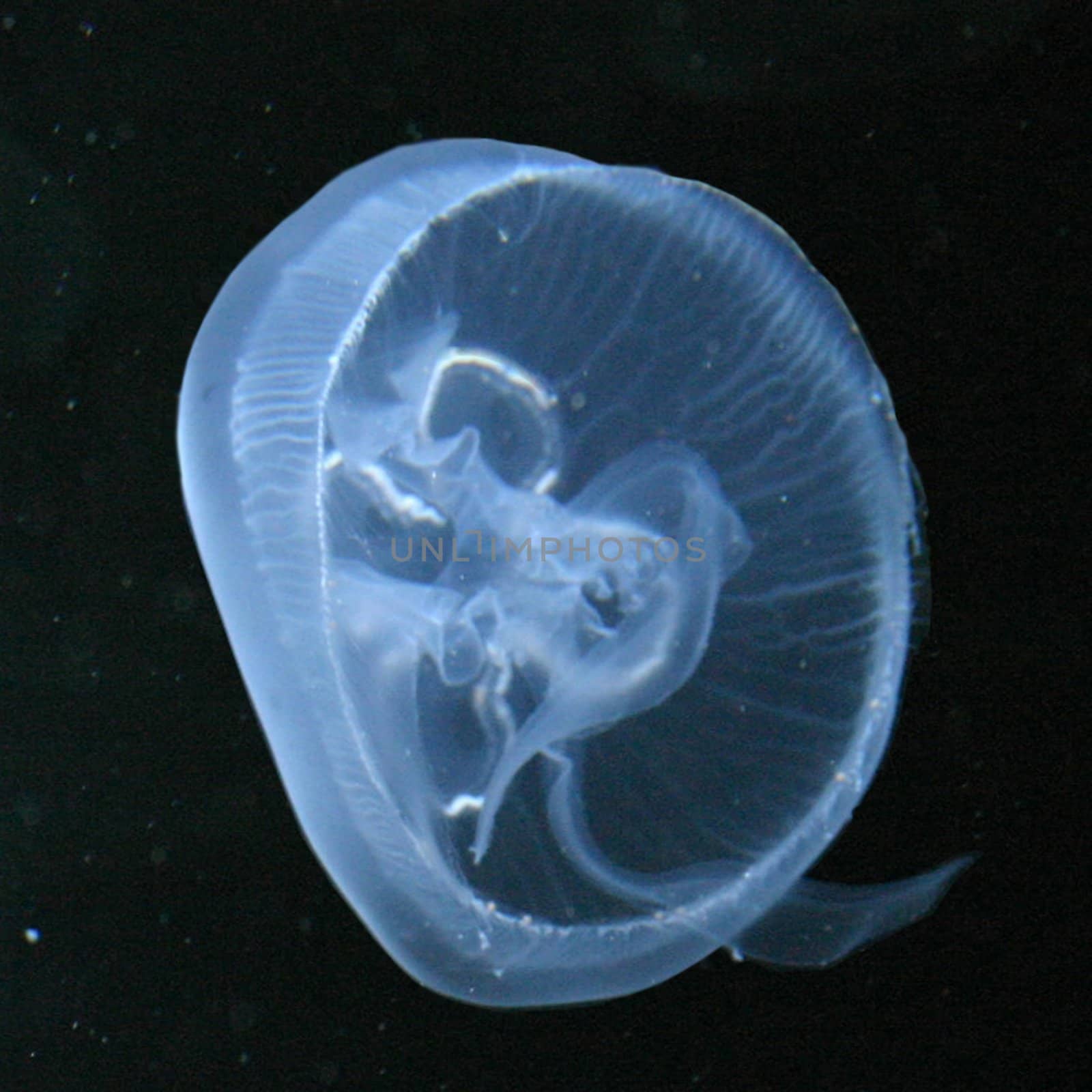 Jellyfish in an aquarium,kind Malayen-Qualle, Sanderina malayensis