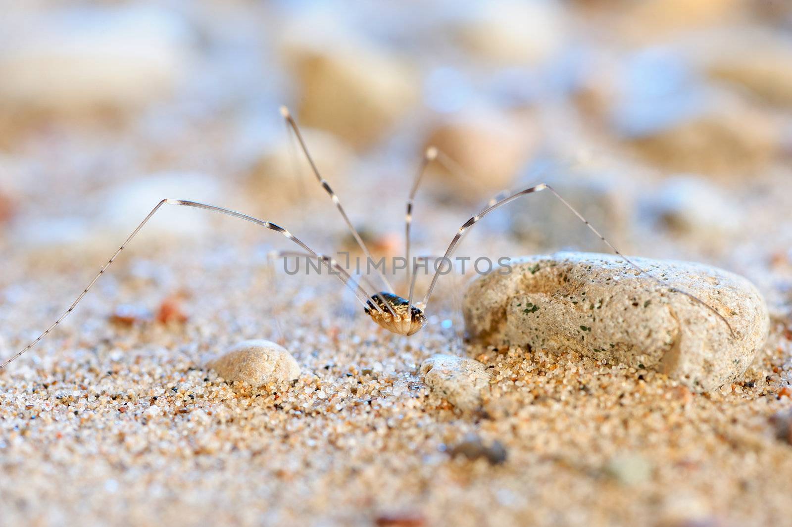 Spider movement between gravel on the sea sand