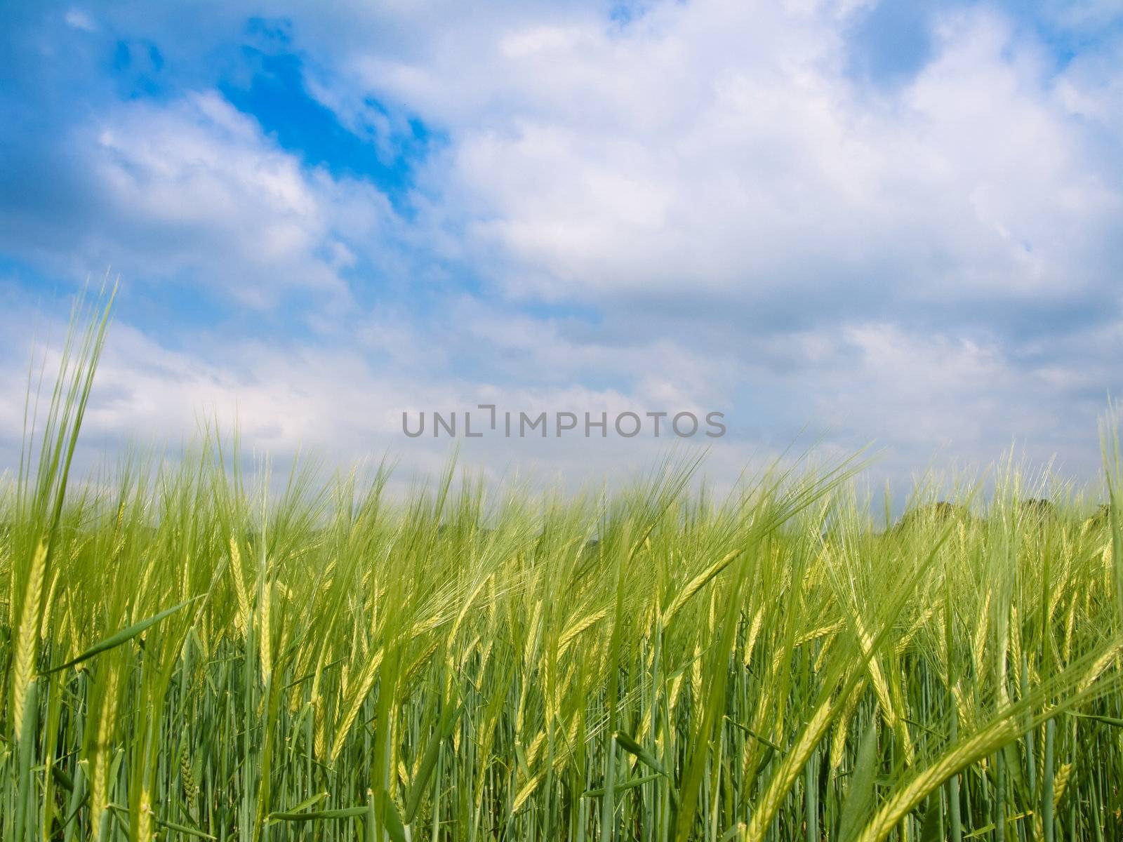 Green barley field under blue sky with clouds