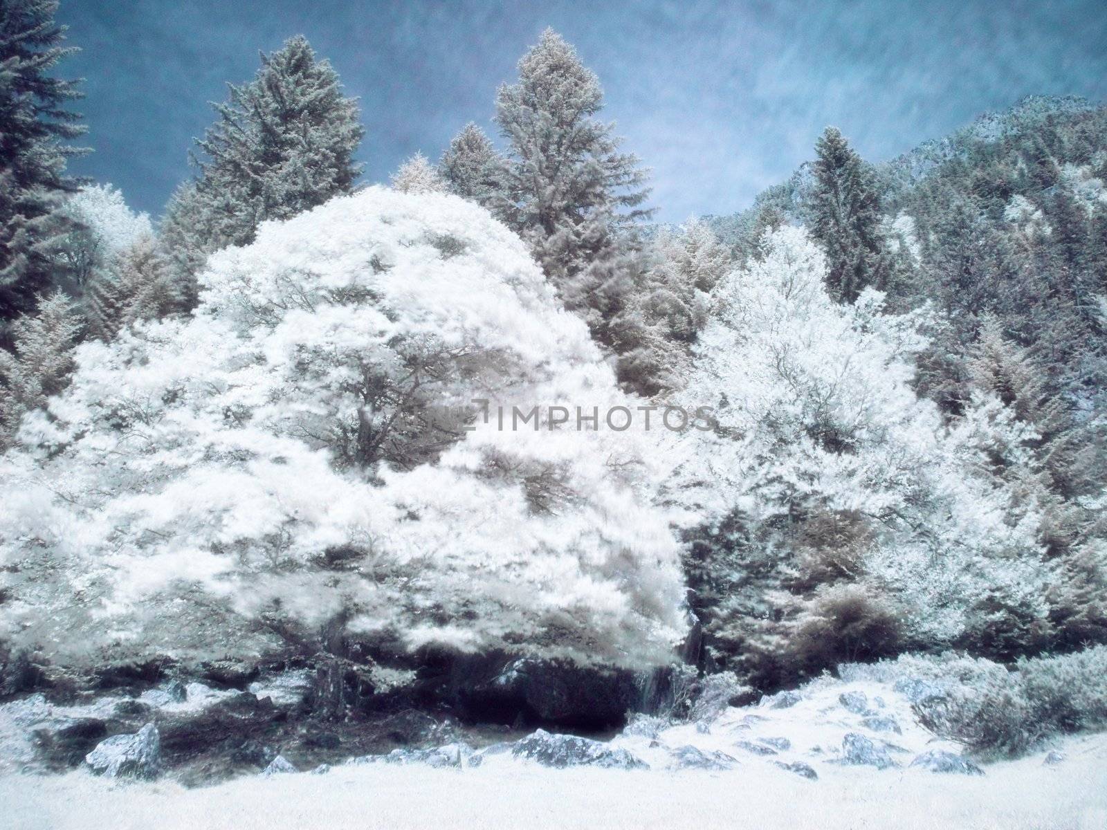 Infrared picture of a beautiful forest in the mountains  orton processed