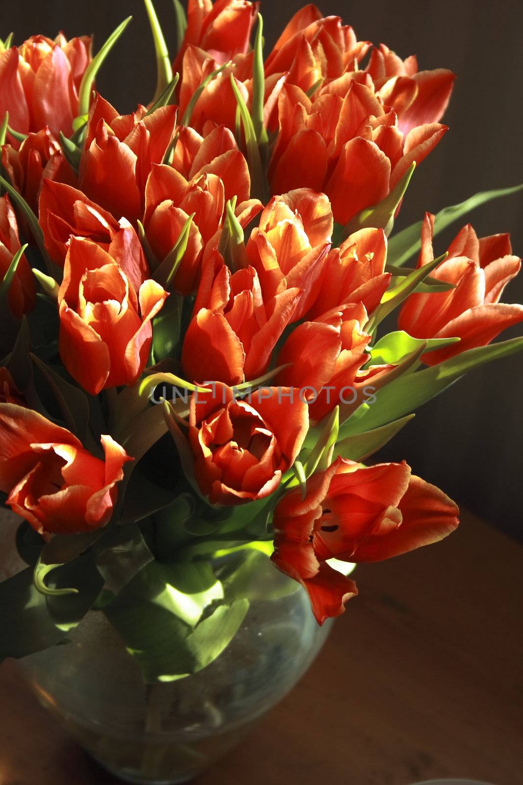 bunch of red tulips with the natural light on them by leafy
