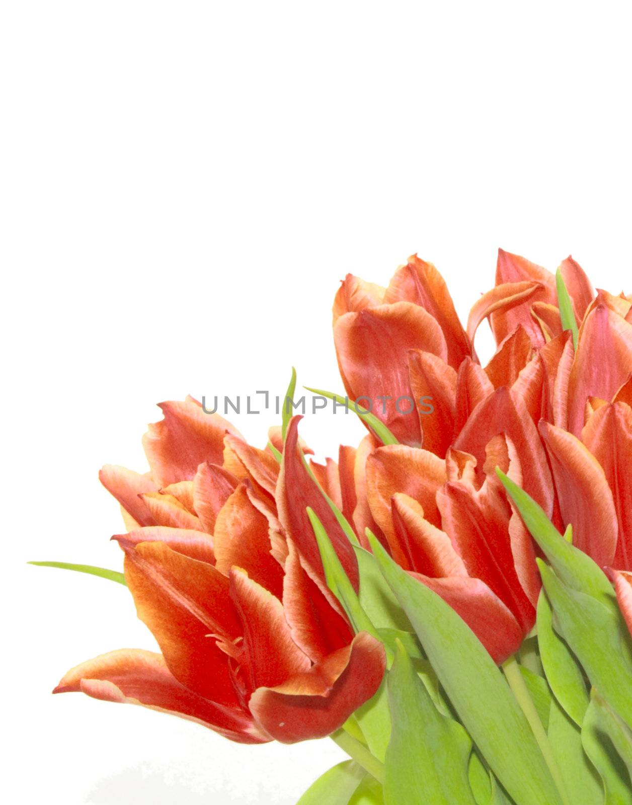bunch of red tulips by leafy