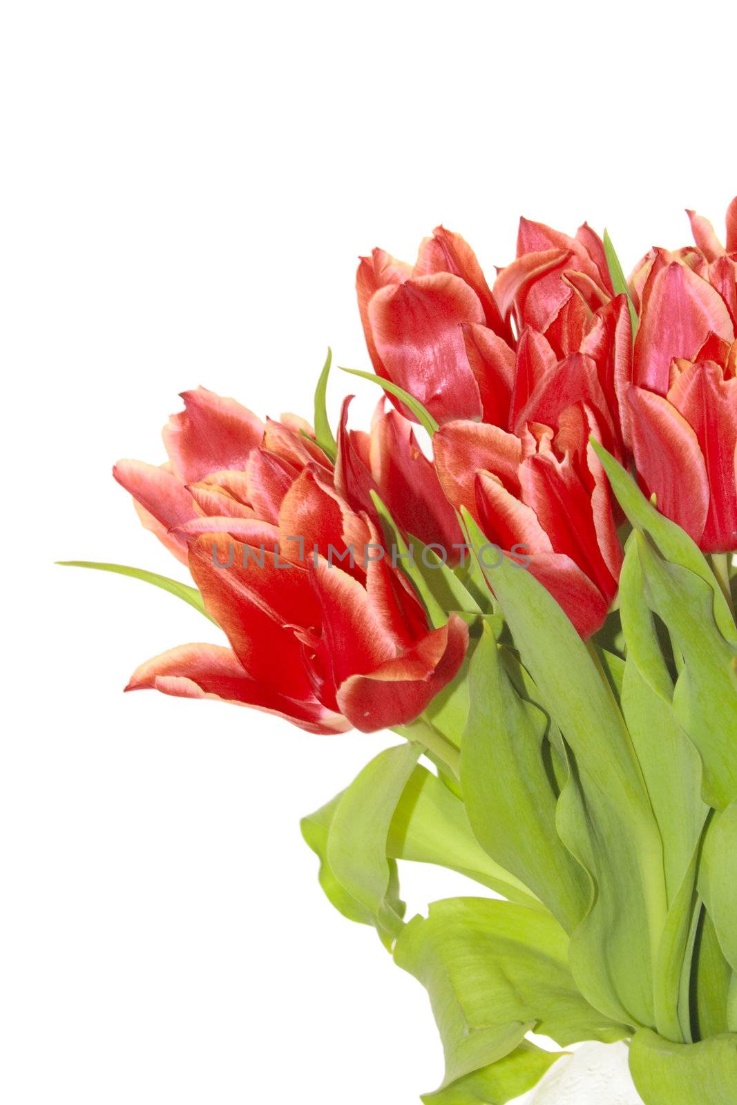 bunch of red tulips by leafy
