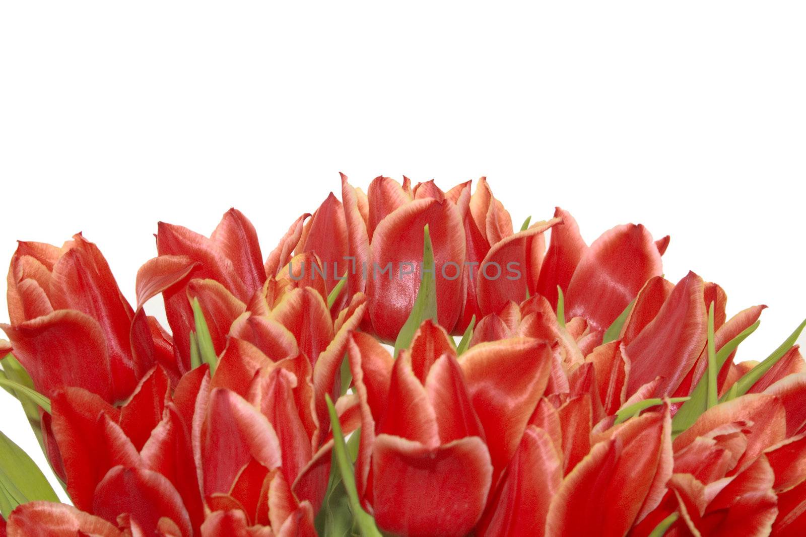 bunch of red tulips for easter isolated over a white background