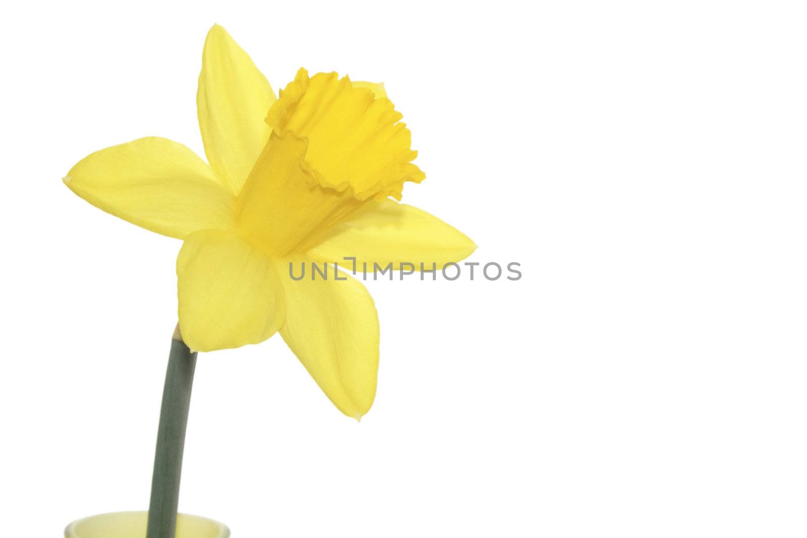 single yellow daffodil by leafy