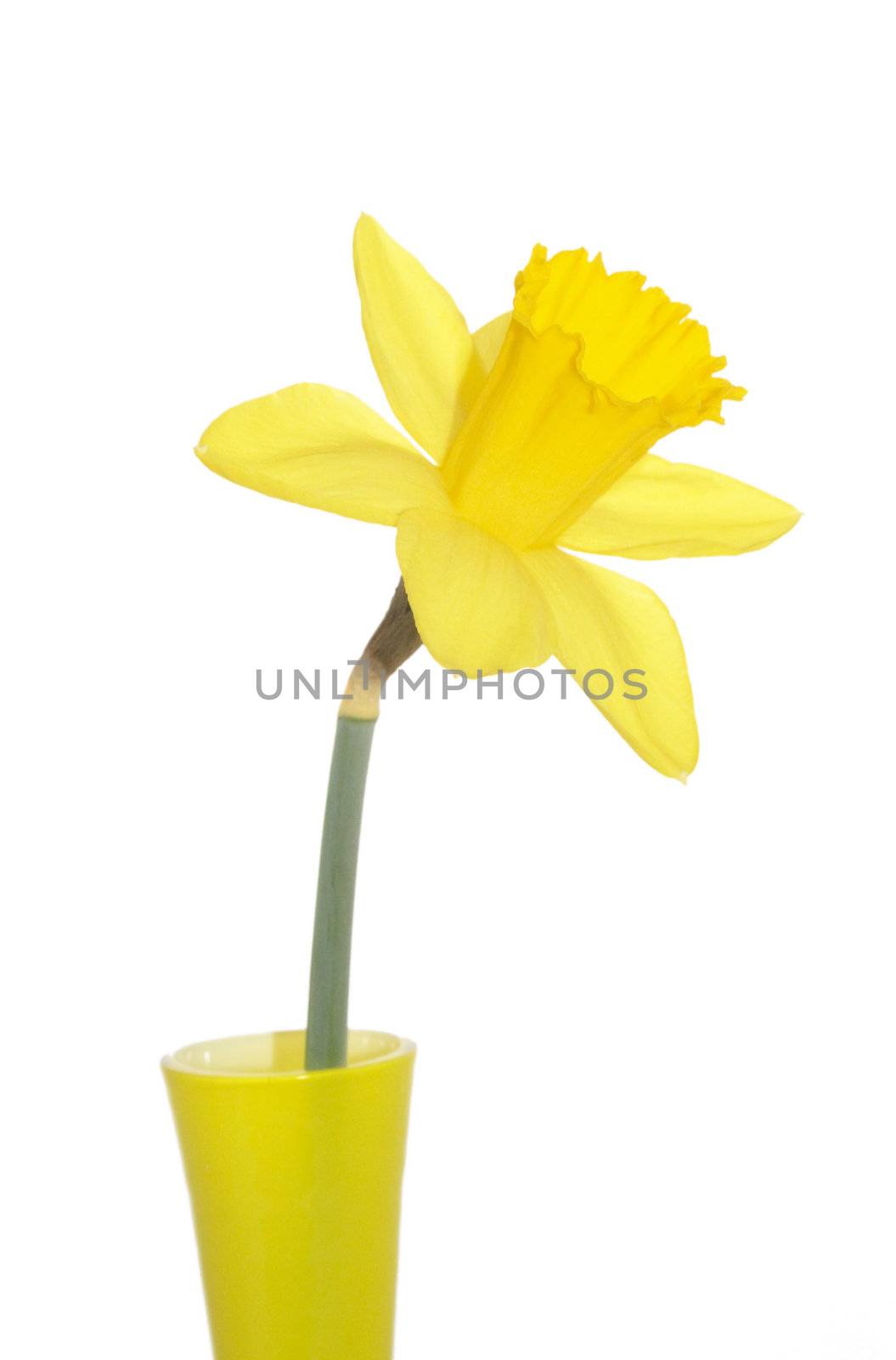 single yellow daffodil by leafy