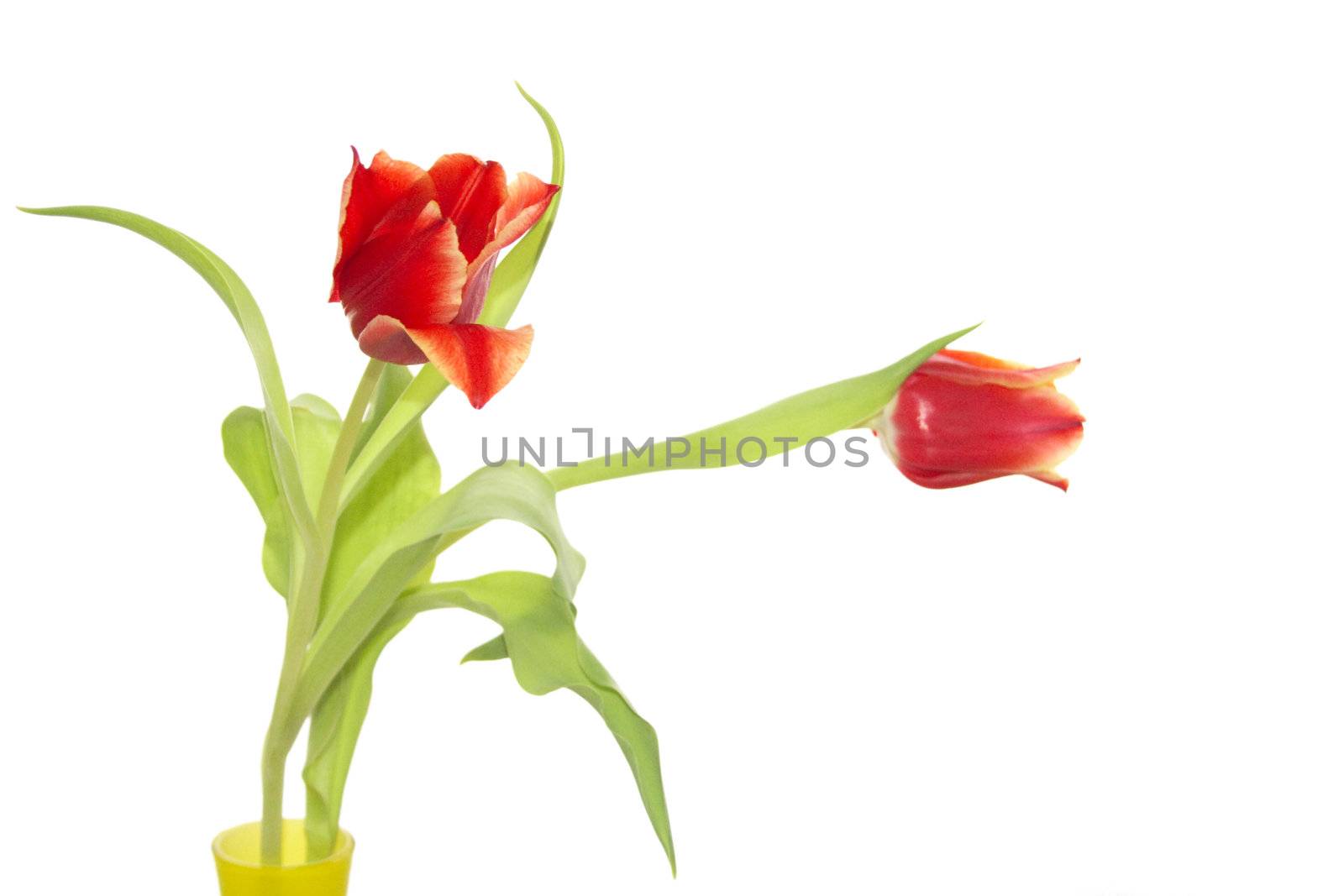 two tulip flowers in a yellow glass vase isolated over white
