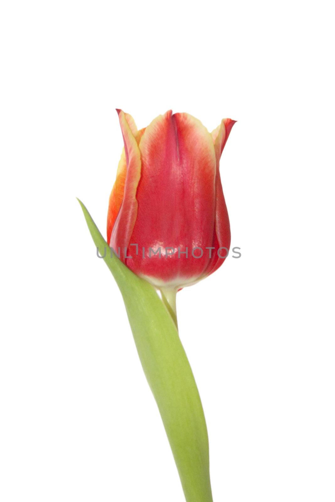 single red tulip by leafy