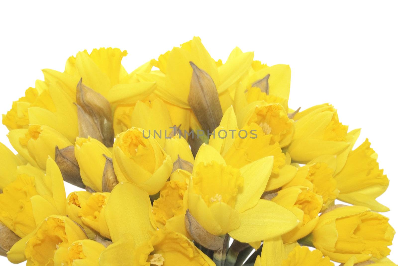 large bunch of daffodils isolated over a white background