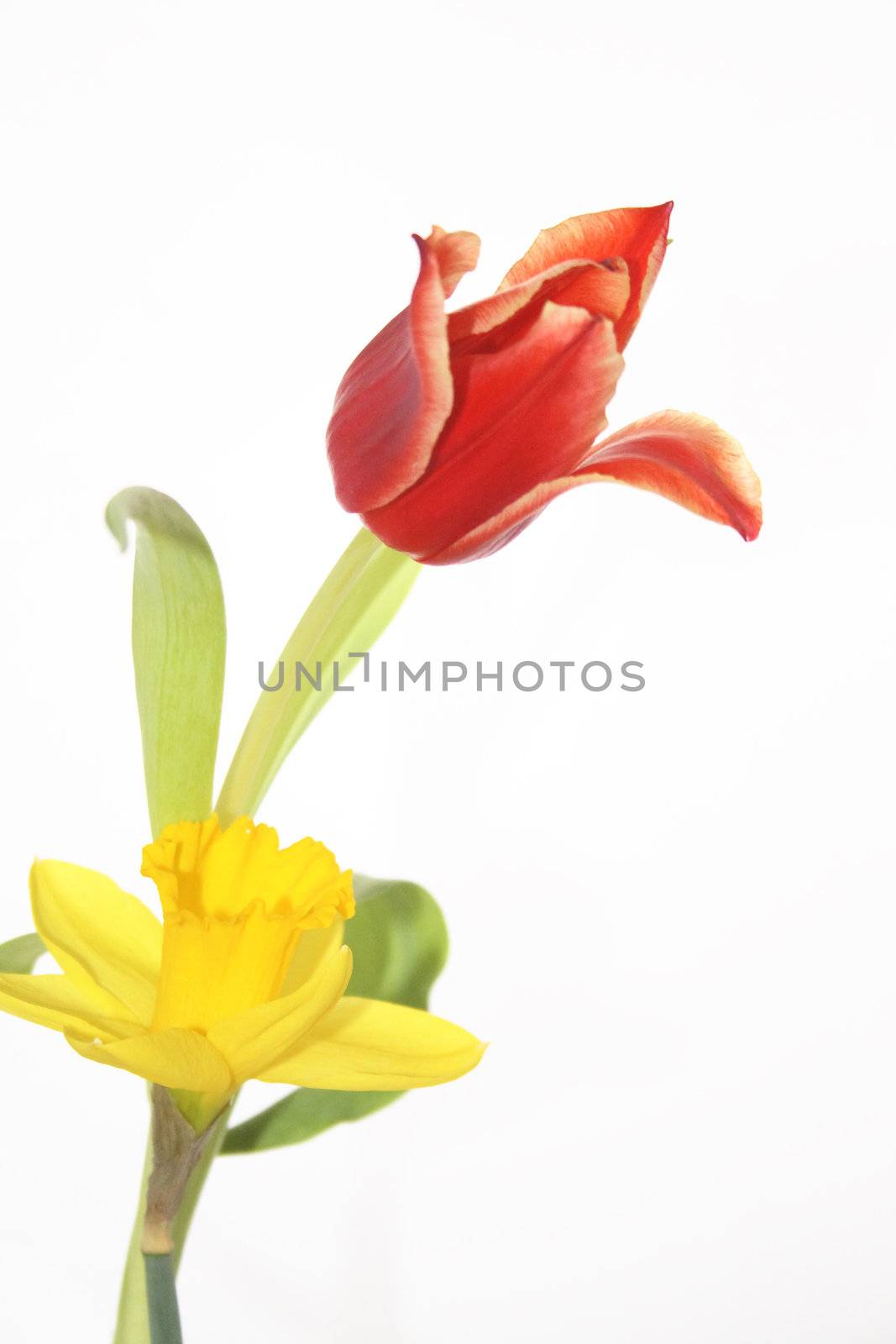 two flowers of springtime a daffodil and a tulip