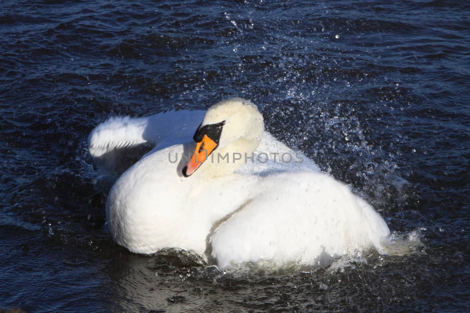mute swan