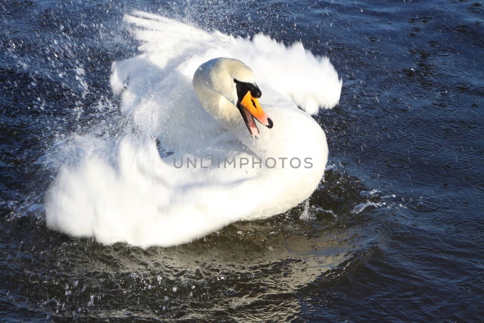 mute swan