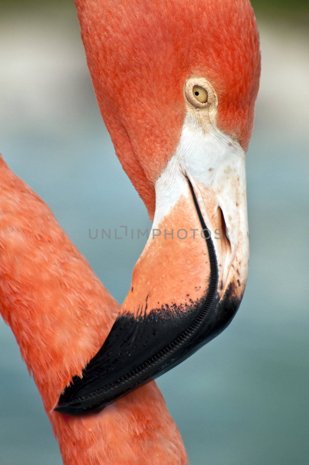 Close up image of a pink flamingo.