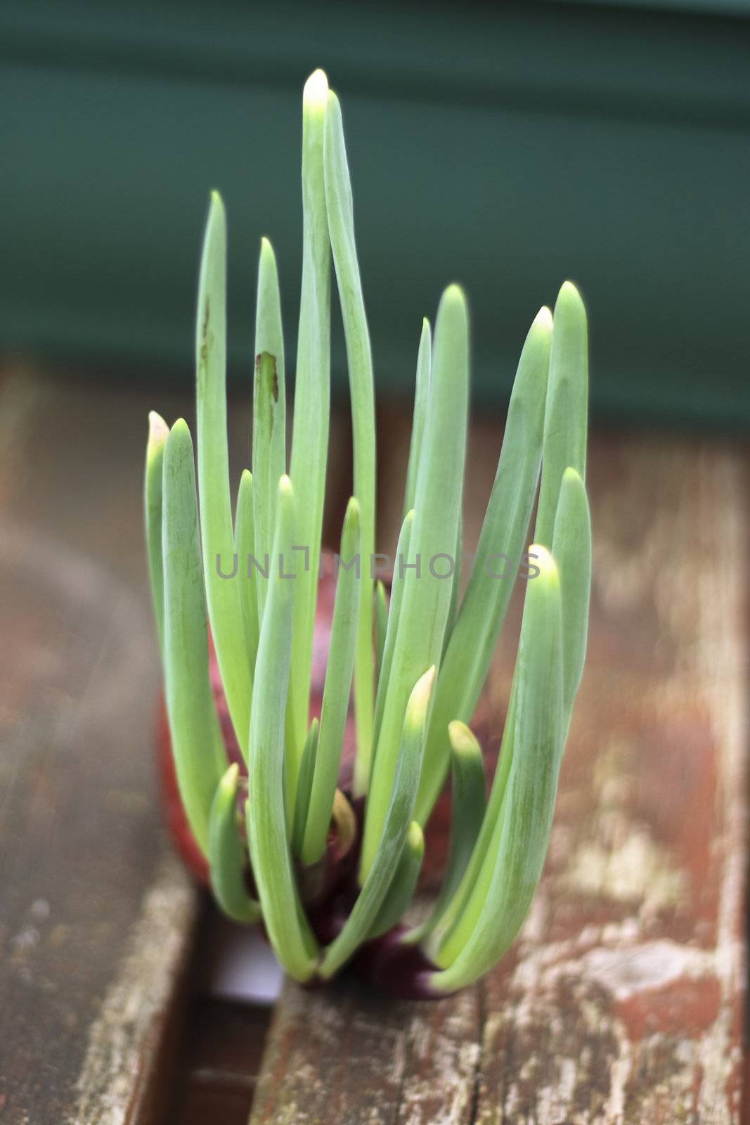 a red onion showing new shoots as it regrows in the spring