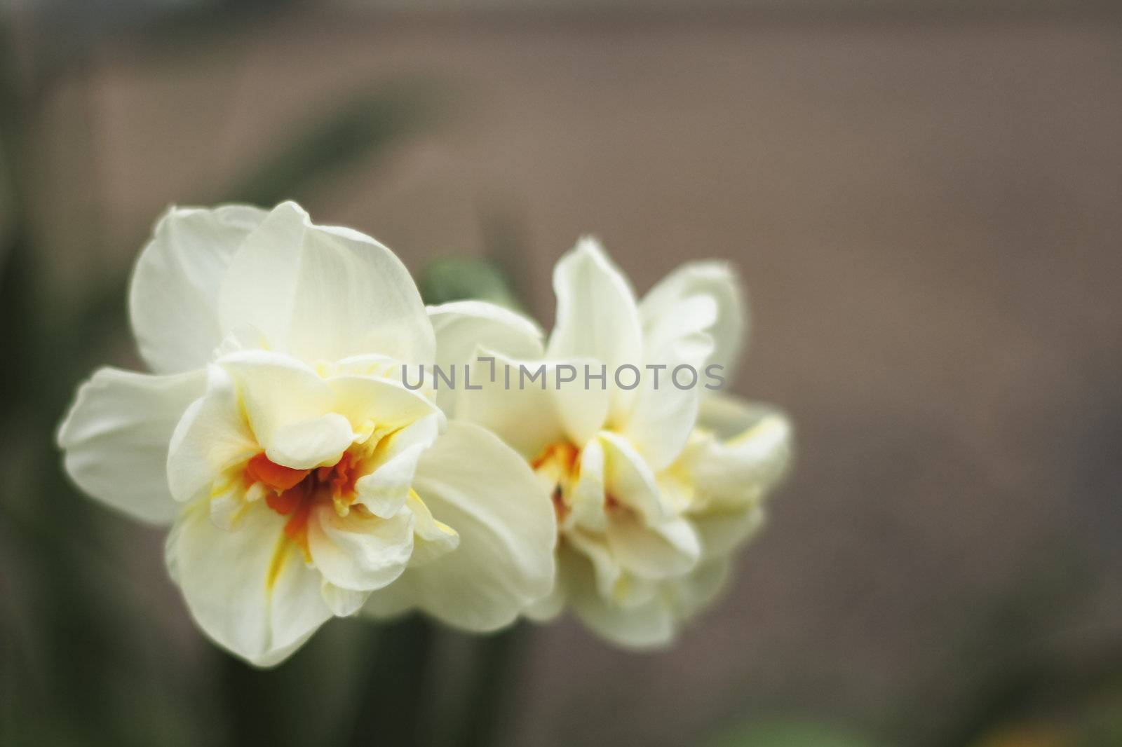 narcissis flowers by leafy