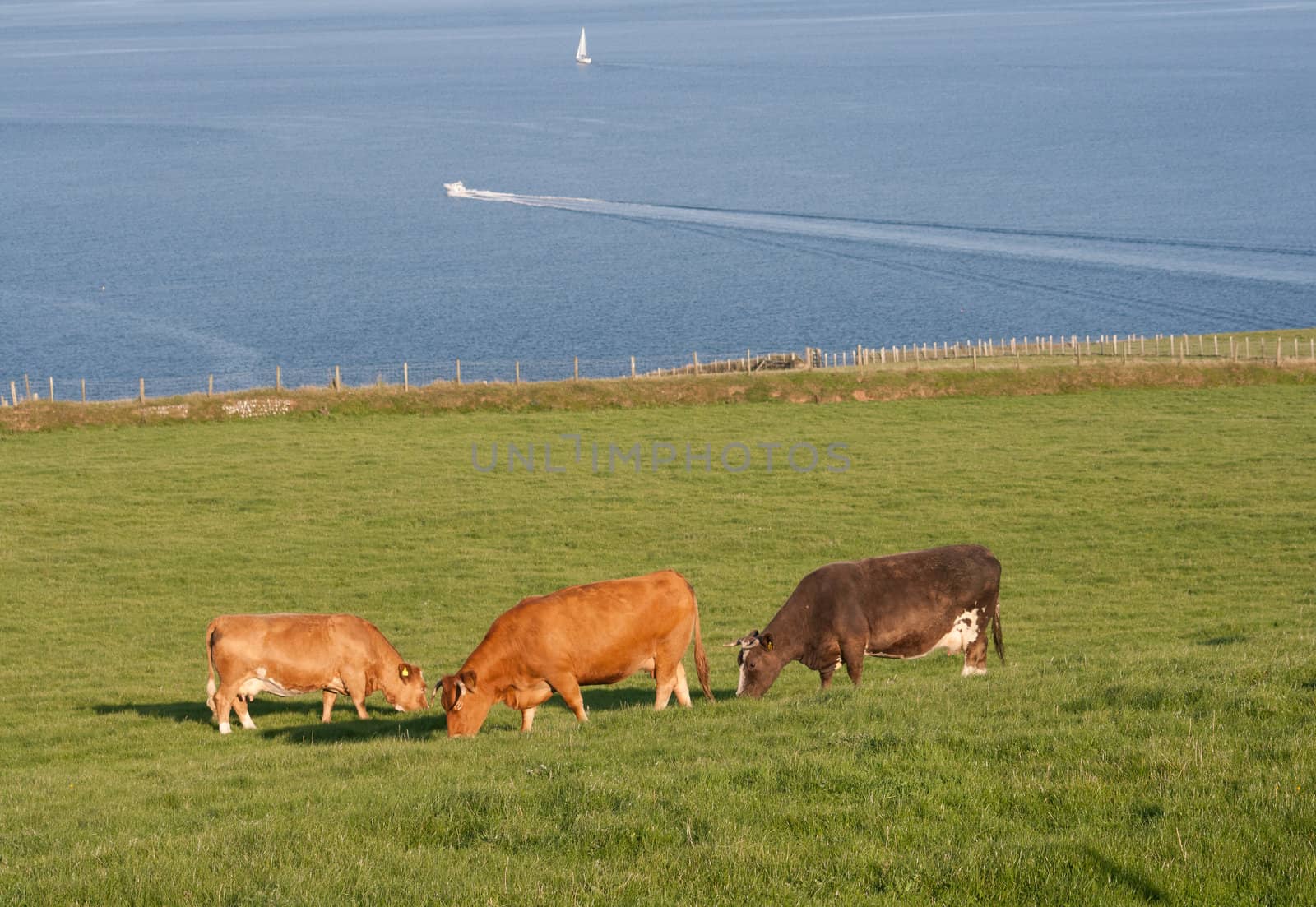 Three brown dairy cows grazing in a field of lush green grass overlooking the blue sea.