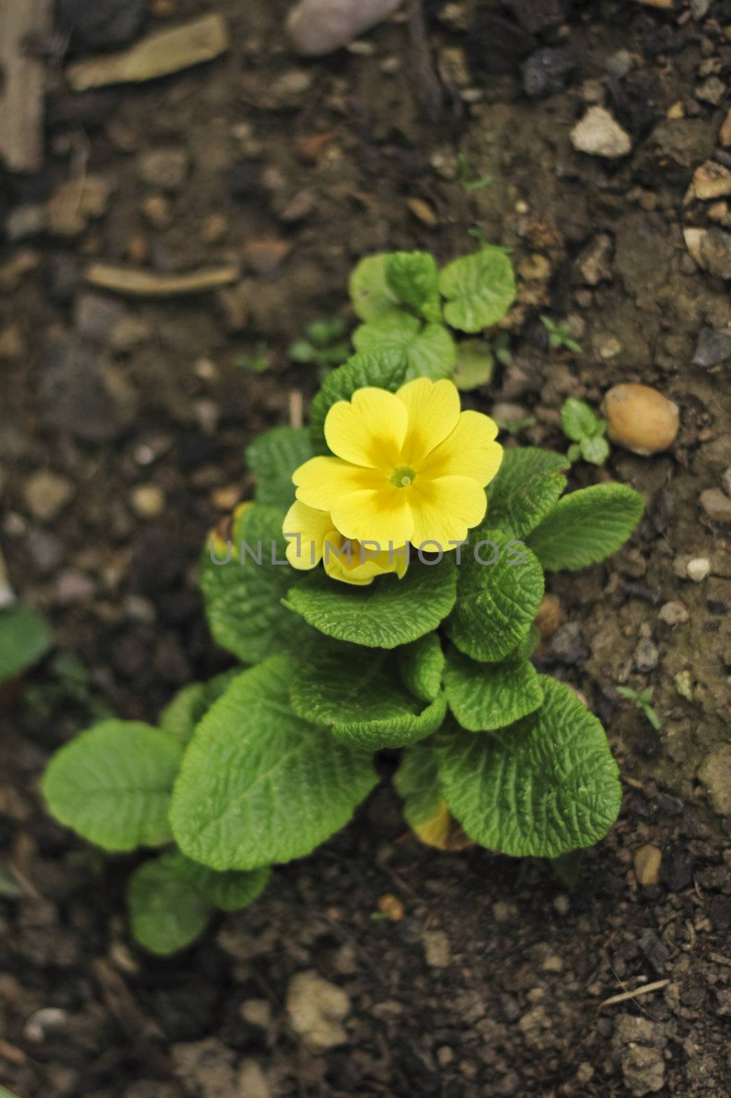 a yellow primula growing in the garden