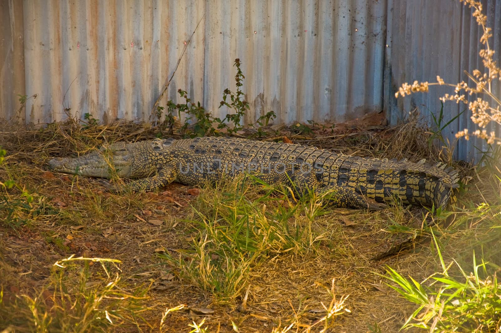 crocodile in the australian zoo. northern territory